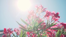 sunburst over fuchsia oleander flowers 