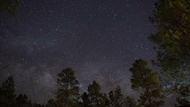 Timelapse of Milky Way stars above tall pine trees in the forest