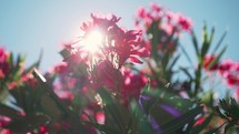 sunlight on fuchsia oleander flowers 