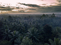 jungle of palms 