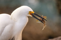 egret eating a fish 