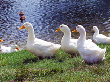 Ducks in a row - a Group of white Pekin Ducks in a row at a nearby pond in a grassy field on a sunny beautiful day enjoying some fresh air and sunshine together. 