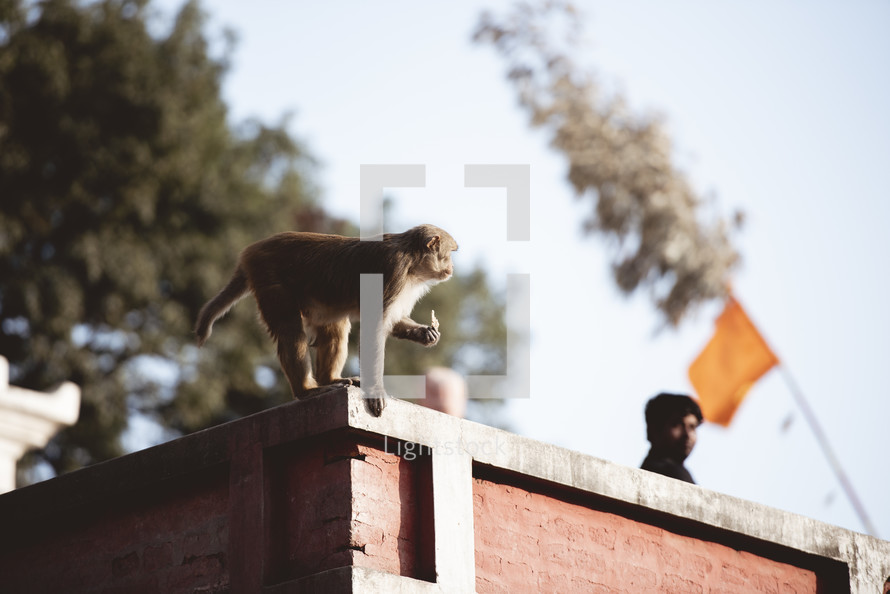 monkey on a roof in Nepal 