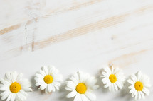 white daisies on a white wood background 