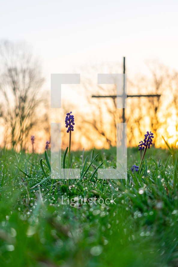 a cross in a field of blue bonnets at sunset 