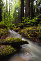 redwood forest. Northern California, USA