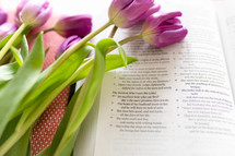 tulips on pink and a Bible 