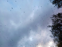 Flock of birds flying in front of clouds