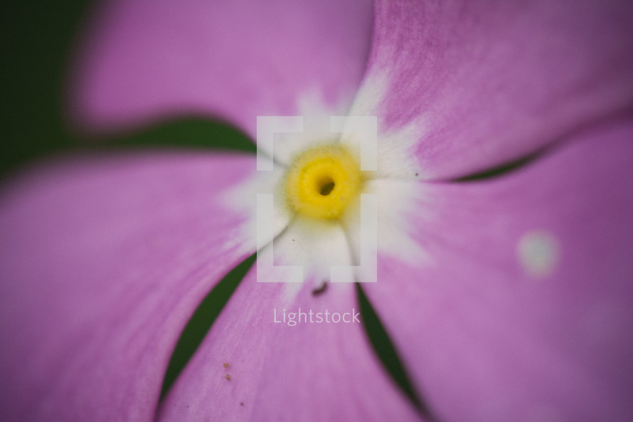 purple flower closeup
