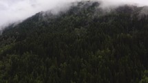 aerial view over forest and fog 