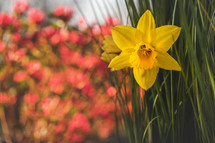 daffodil and bokeh background 