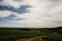 wine vineyard 