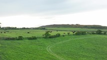Cows grazing on farmland