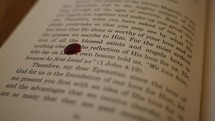 blood droplet on the pages of a Christian book 