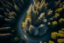 Aerial drone shot of trees and winding road