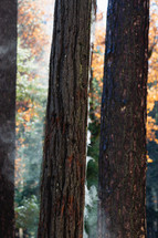 Tree trunks in Yosemite with smoke 