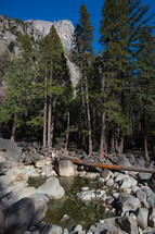 Rocky stream with trees in Yosemite