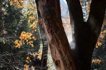 Fork in tree trunk in fall trees