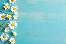 white daisies on a blue wood background 