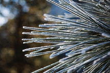 Snow covered pine needles 