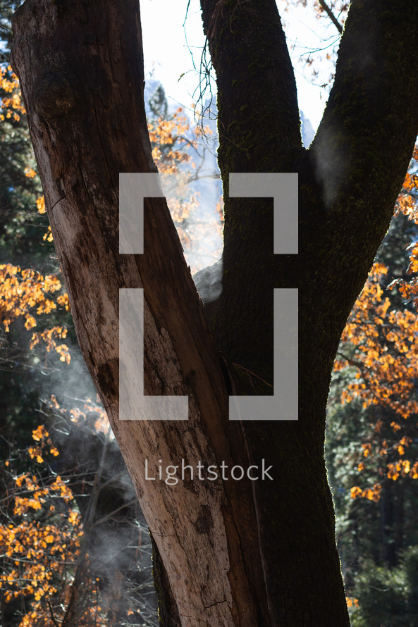 Fork in tree trunk in fall leaves