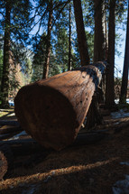 Huge fallen tree trunk in Yosemite