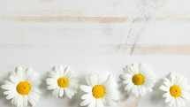 white daisies on a white wood background 