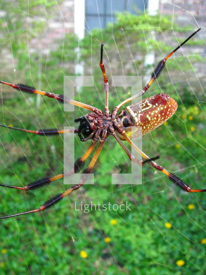 closeup of a spider in a web