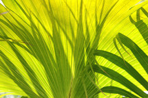palm fronds branches or leaves