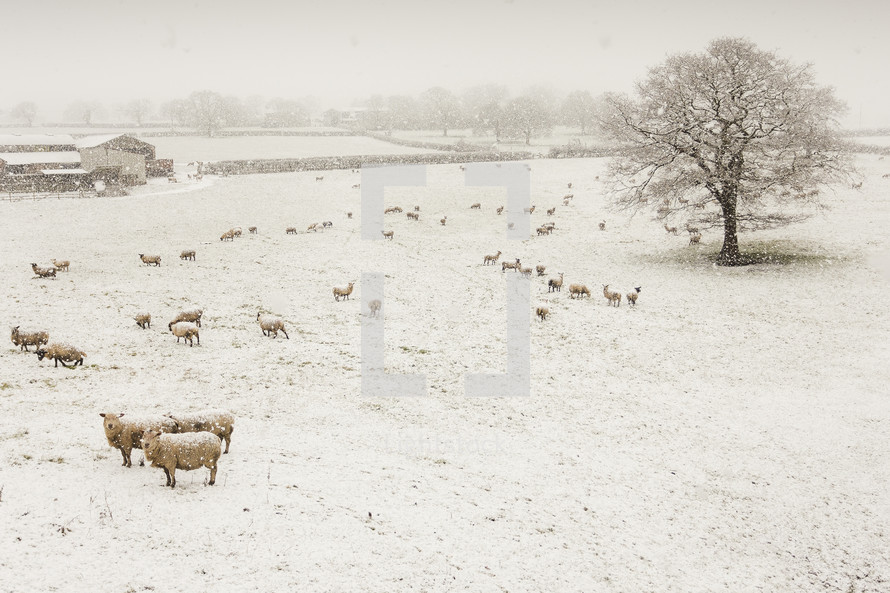 sheep in a snow covered pasture 