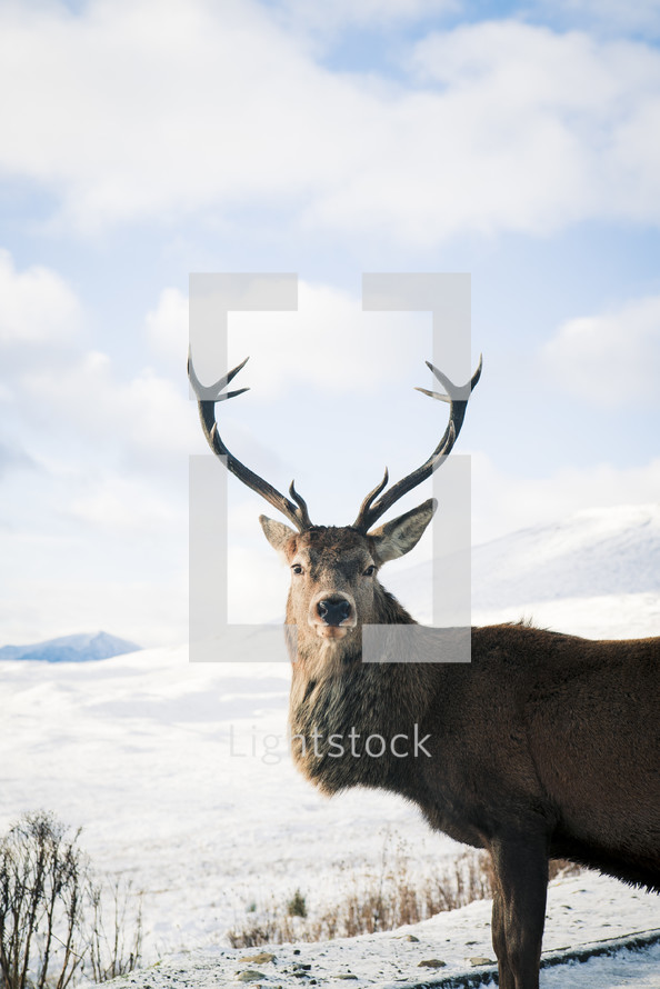 deer in the snow 