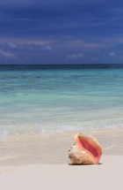conch shell on a beach 