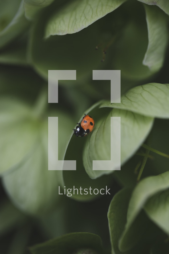 ladybug on a leaf 