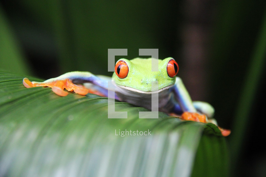 A colorful tree frog on a jungle leaf 