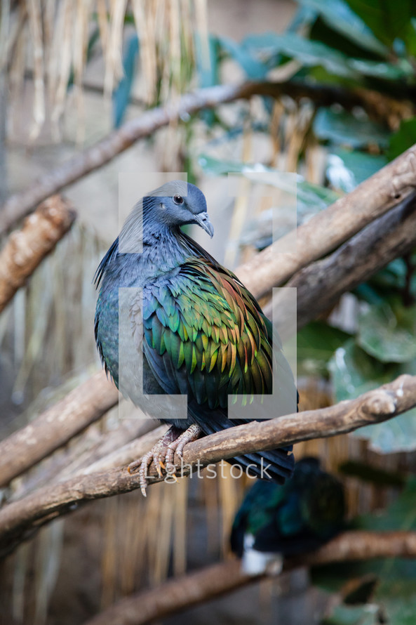Nicobar Pigeon portrait  in Natural habitat