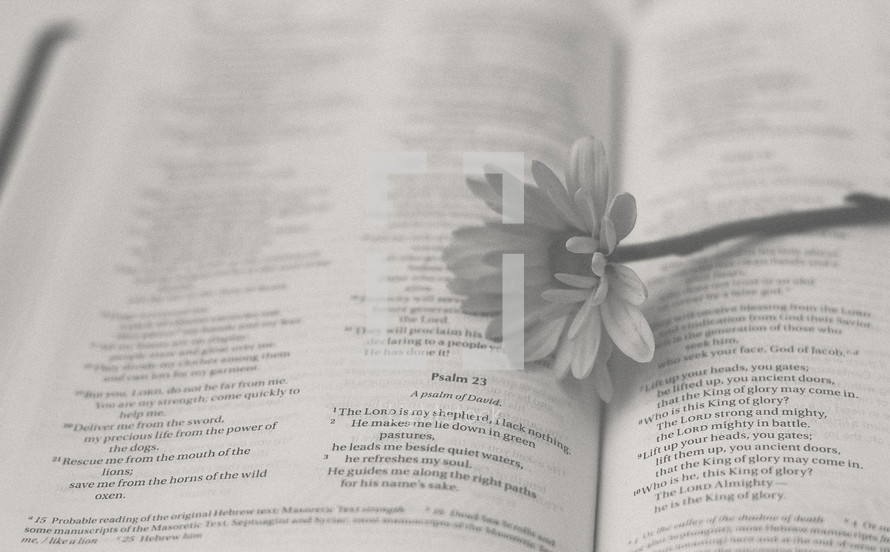 flower on the pages of a Bible, Psalm 21