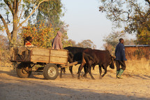 ox pulling a wagon