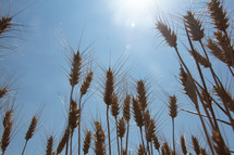 wheat grains closeup in a field 