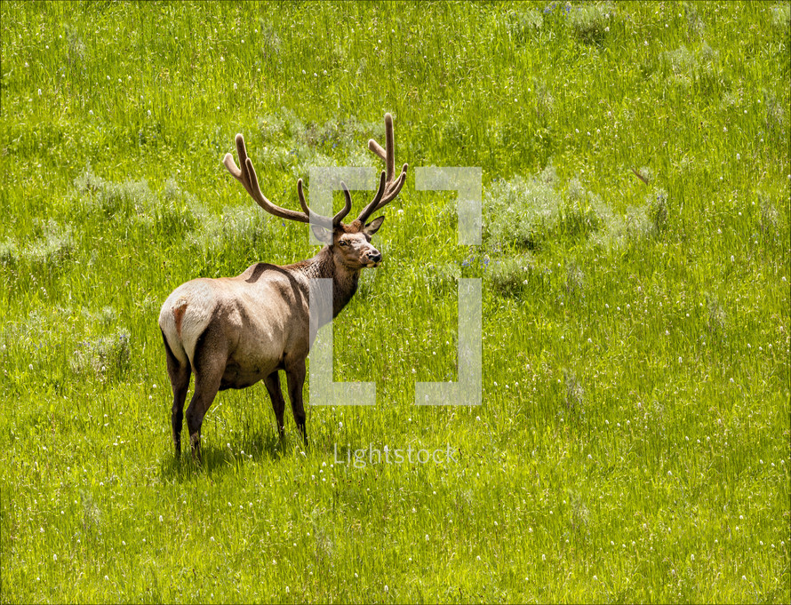 elk in a meadow 