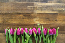 Purple tulips lined up on a wooden surface.