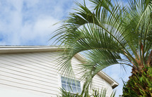 palm tree in front of a house 