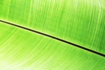 green leaf background 