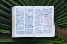 open Bible lying on palm fronds 