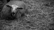 a resting sheep 