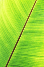 tropical leaf background 