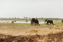 elephants in Uganda 