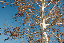 Close-up view on White poplars with dried leaves