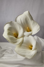  white Easter Lily, calla lily 