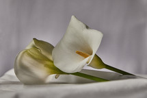 white Easter Lily, calla lily 