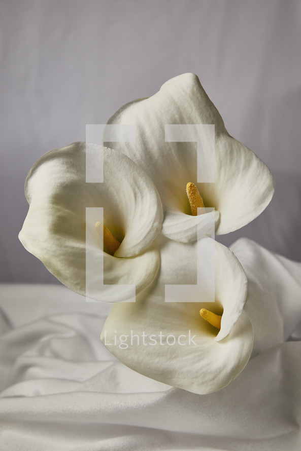  white Easter Lily, calla lily 